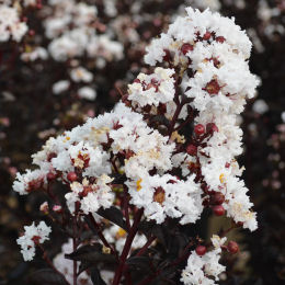 Flor de Merenda com folhagem negra - Branco